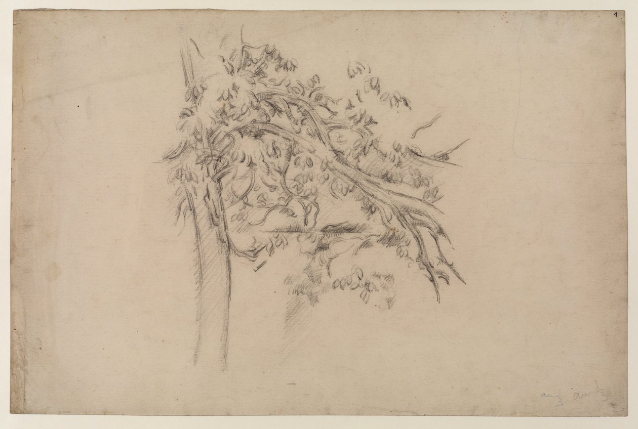 Estudo de uma árvore, c.1885-87 (grafite sobre papel) de Paul Cézanne