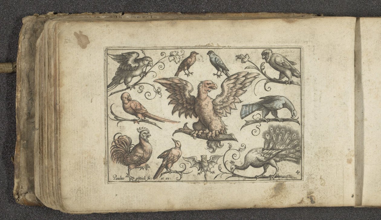 Ave de rapina, nove outras aves e um morcego
Pássaros (título da série) de Paul Göttich