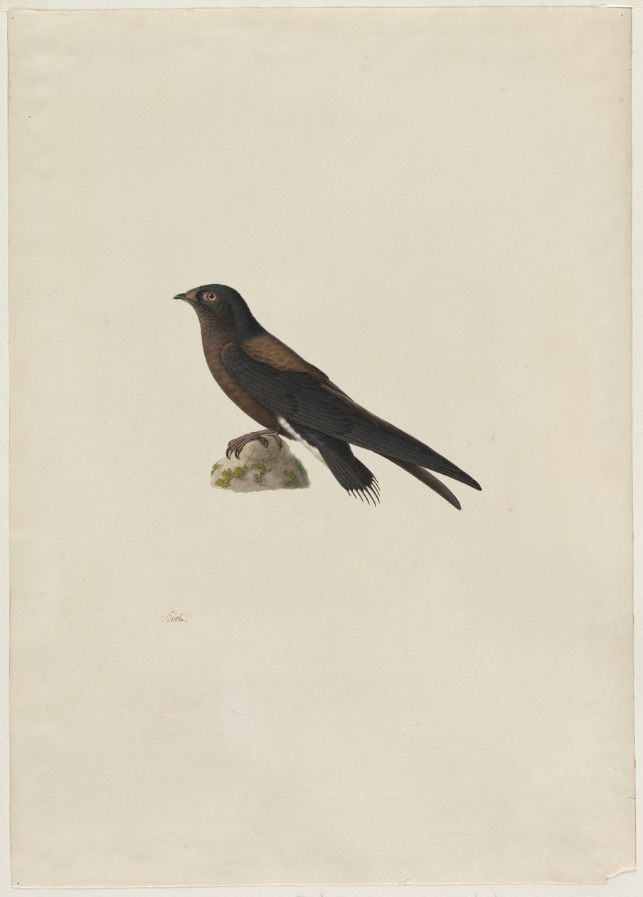 Andarilhos-de-cauda-agulha (Hirundapus caudacutus) de Paul Huet
