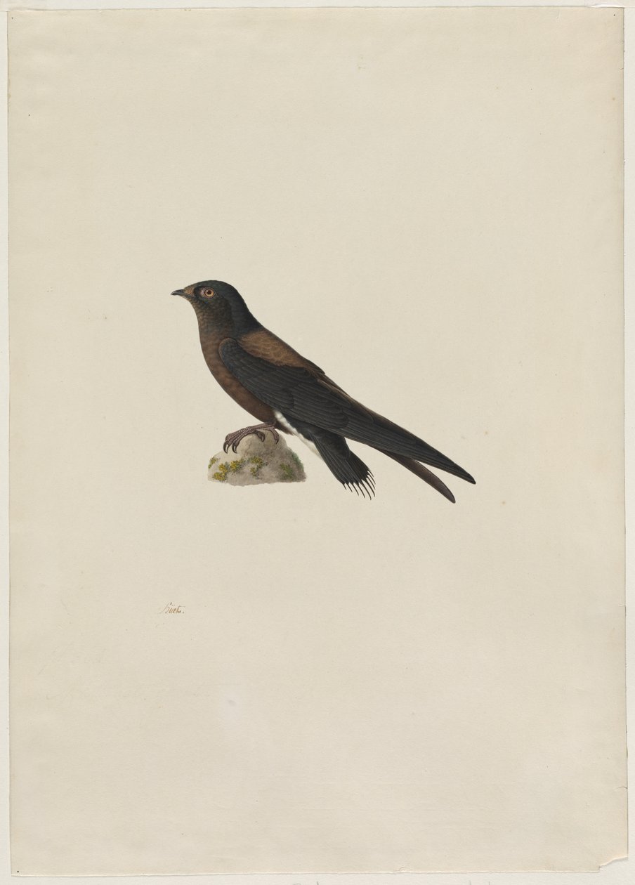 Swift Hirundapus caudaculus, cauda de agulha, 1800s. de Paul Huet