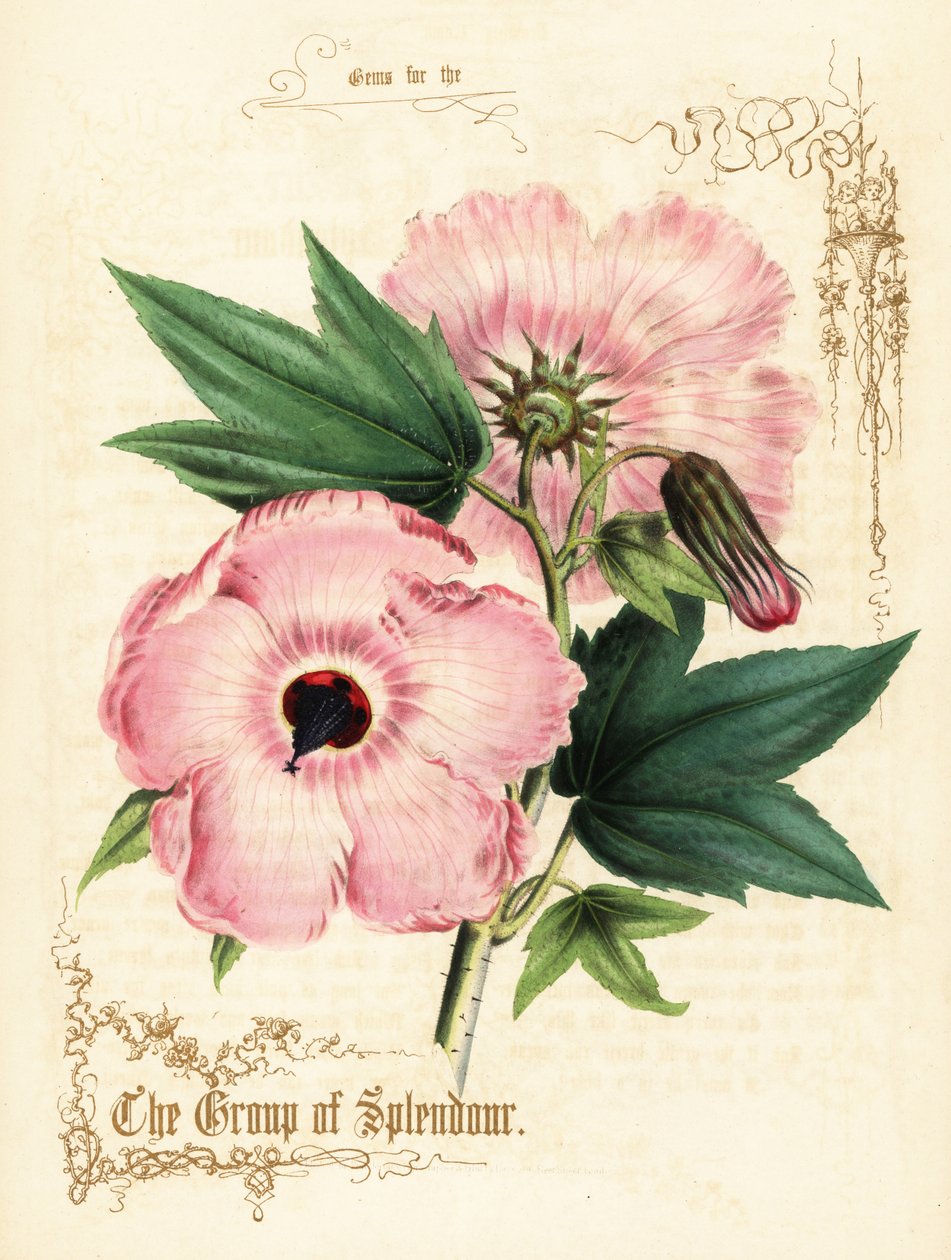 Flores e folhagem de hibisco rosa. de Paul Jerrard