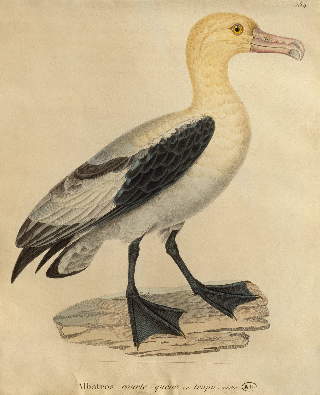 Albatroz com uma cauda curta (gravura a cores) de Paul Louis Oudart
