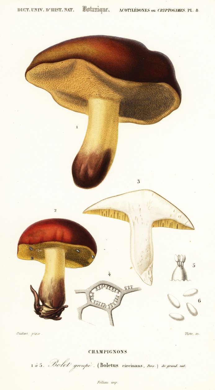 Cogumelo Bolet, Boletus circinans., 1849 (gravura) de Paul Louis Oudart