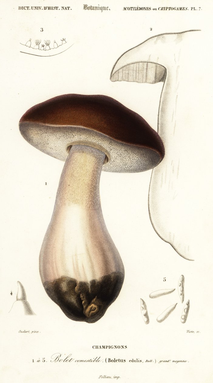 Cep, penny bun, porcino ou cogumelo porcini, Boletus edulis. ,1849 (gravura) de Paul Louis Oudart
