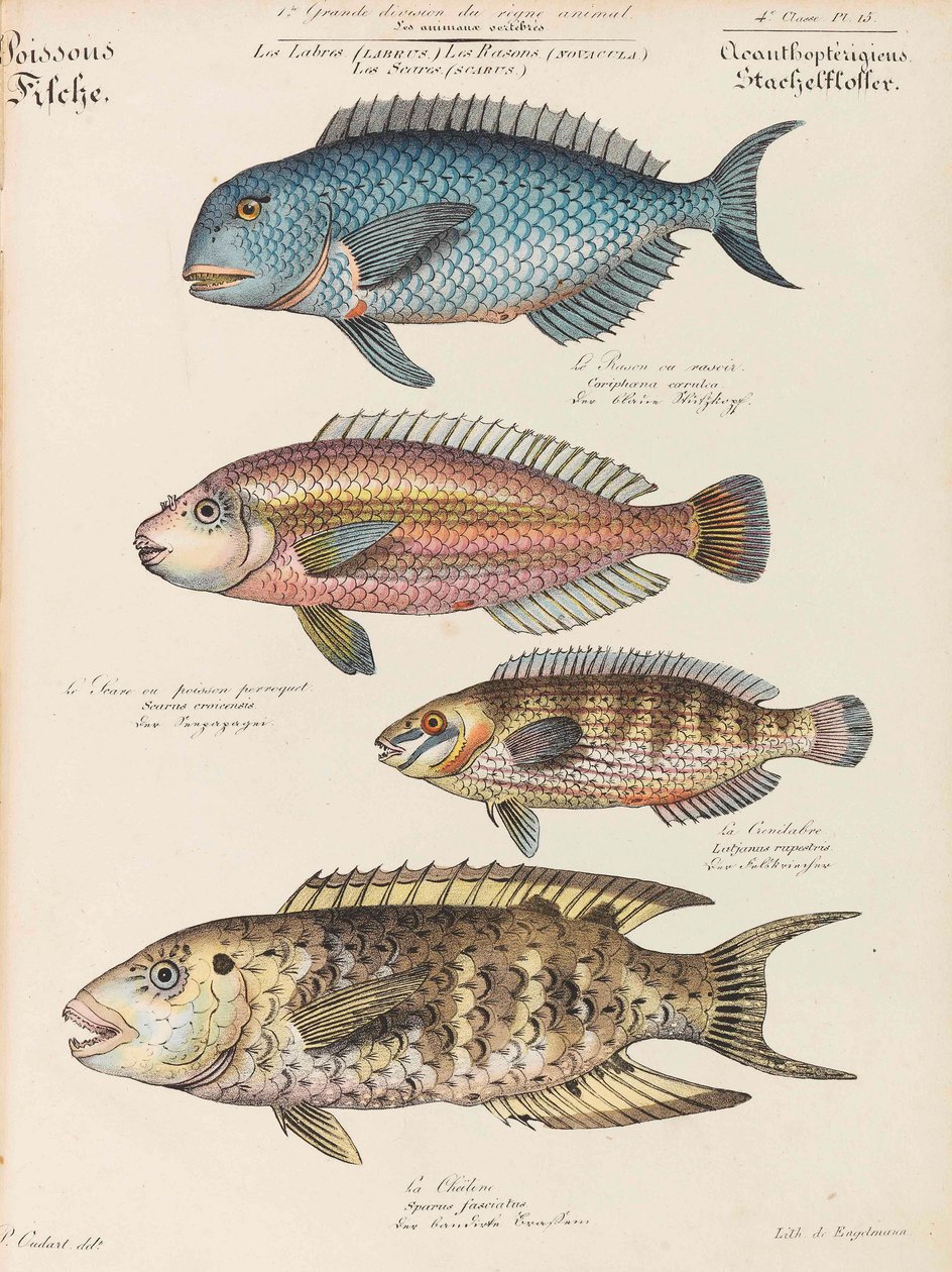 Curso de História Natural, 1825-1826. de Paul Louis Oudart