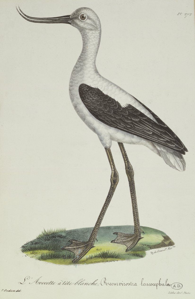Avoceta-de-cabeça-branca, início do século XIX (gravura a cores) de Paul Louis Oudart