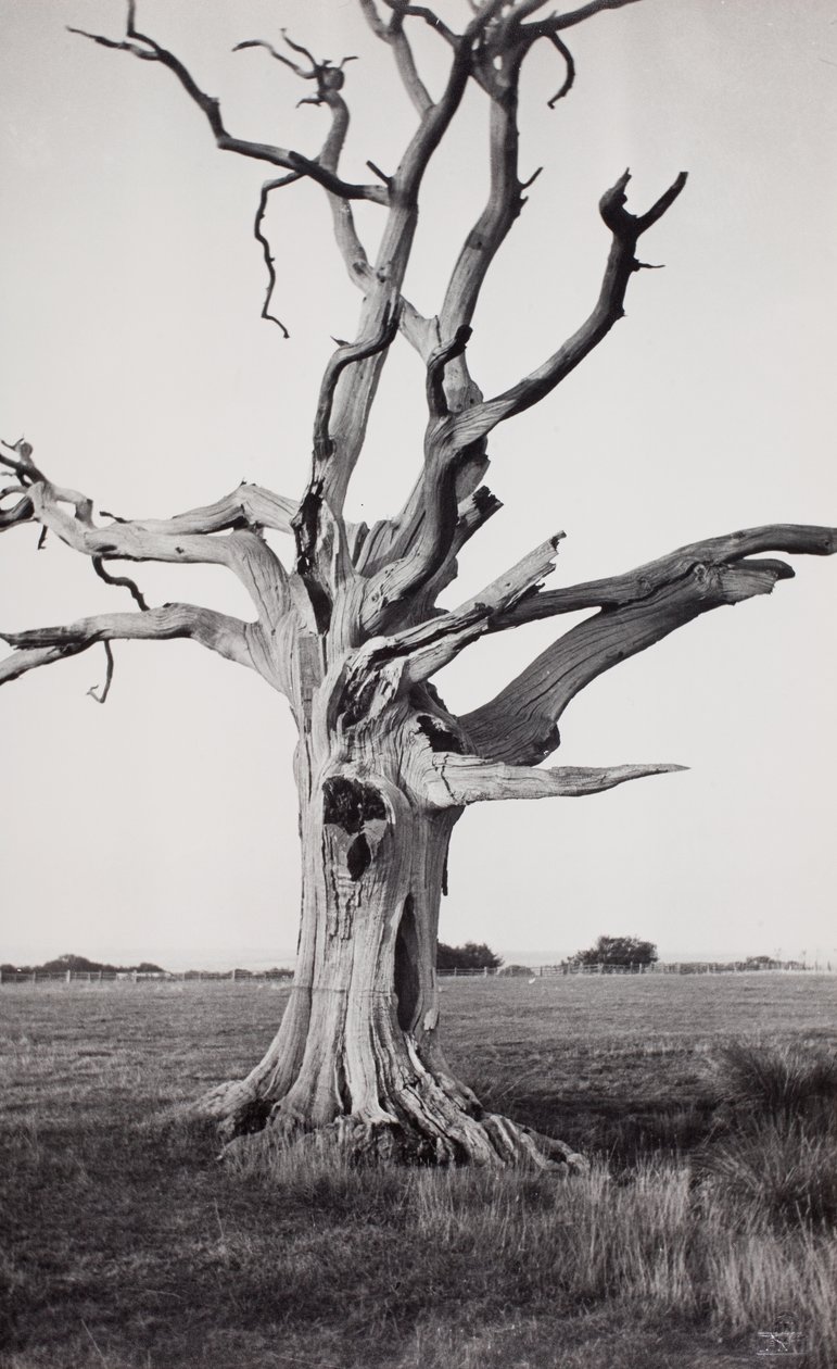 Árvore morta, Romney Marsh de Paul Nash