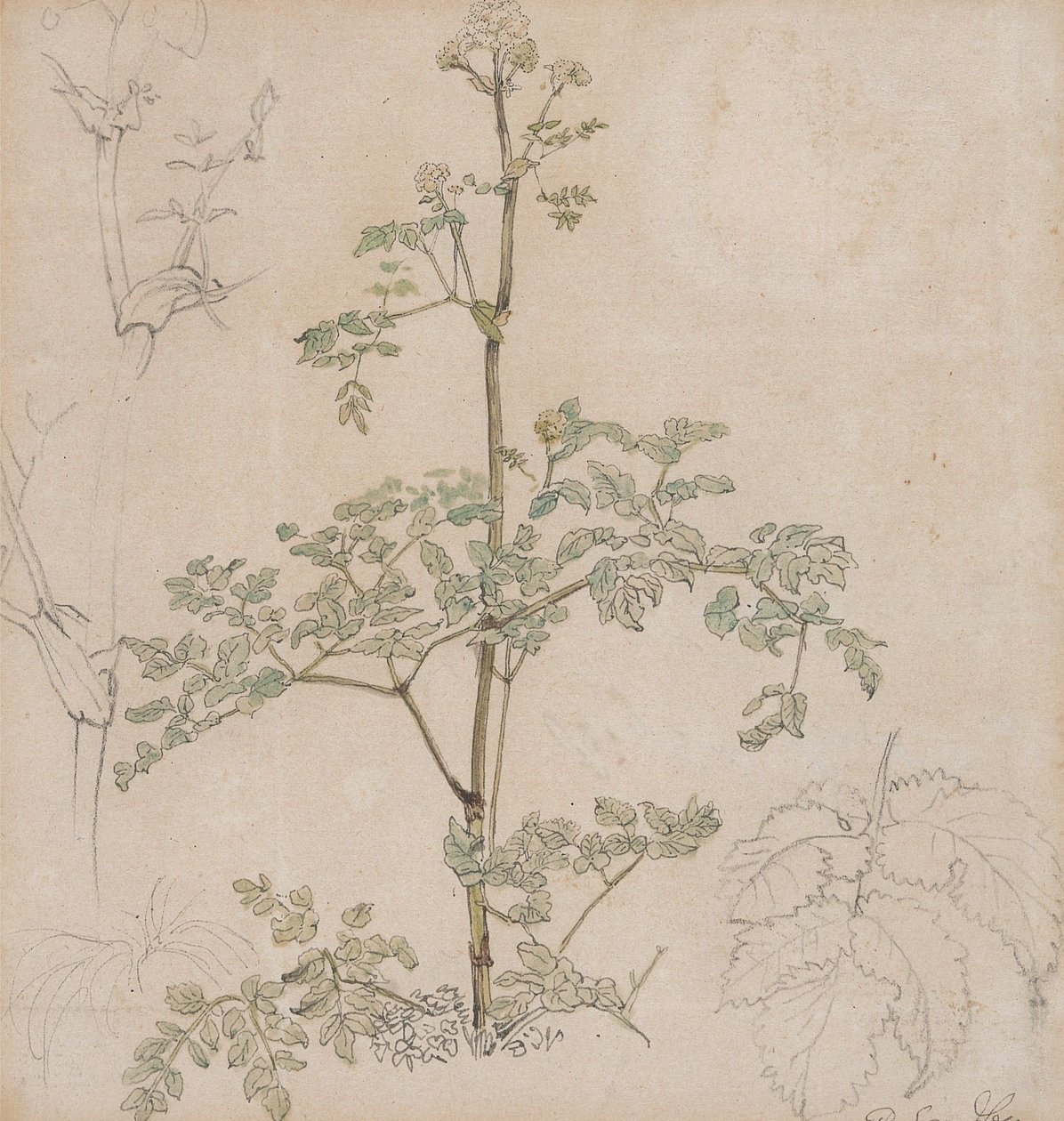 Estudo de cerefólio-silvestre de Paul Sandby