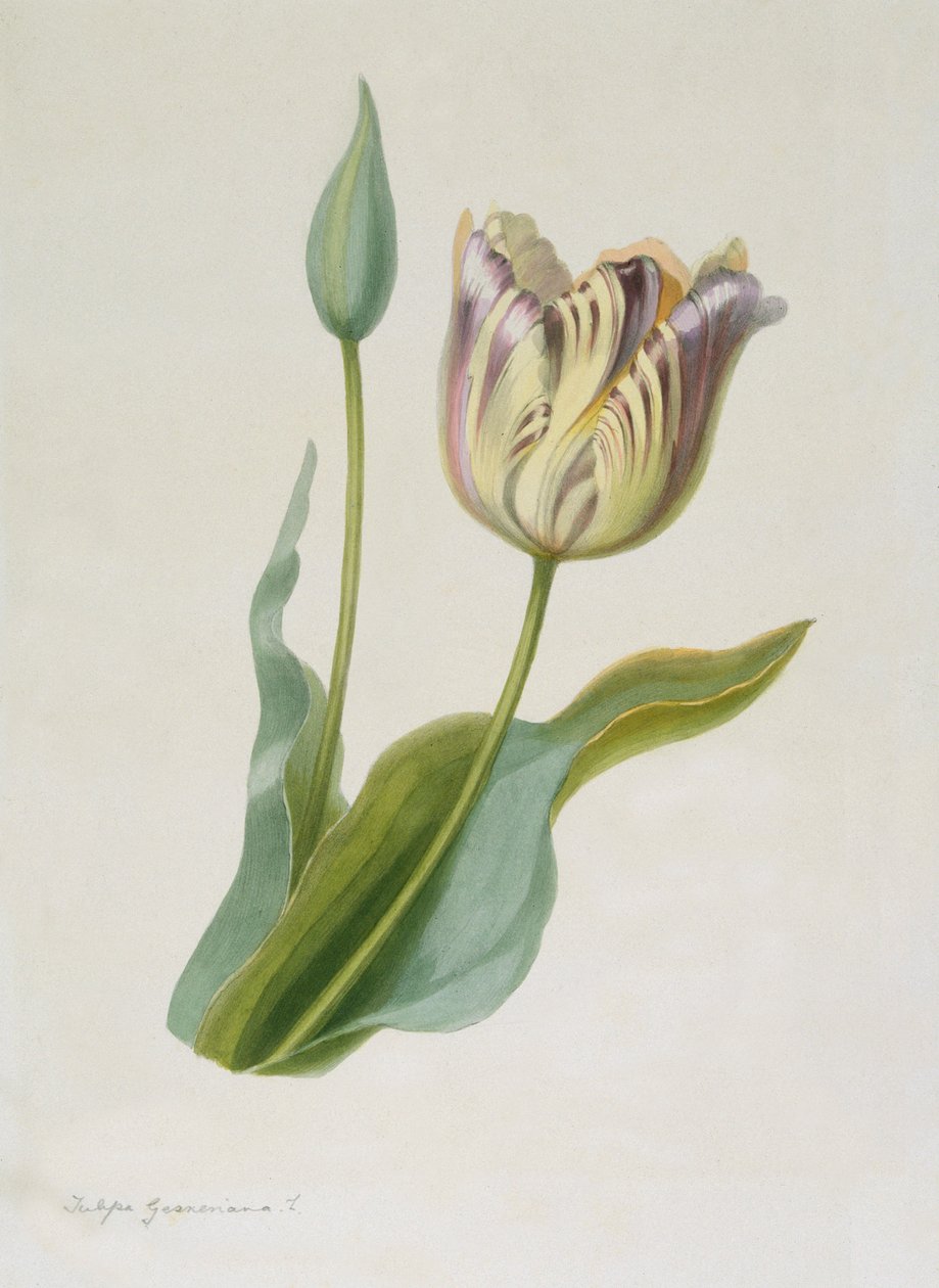 Tulipa, Tulipa, c1840-1880. de Pauline Girardin