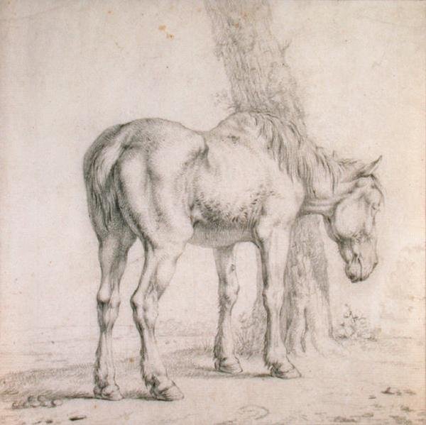 Um Cavalo Velho (giz preto sobre papel) de Paulus (attr.to) Potter