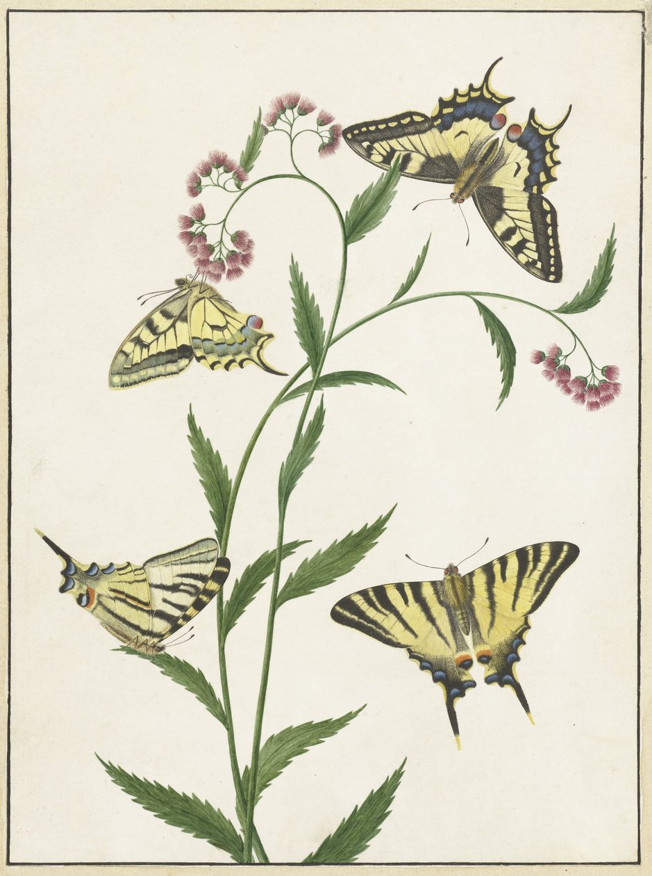 Quatro Borboletas em Flores de Paulus Knogh