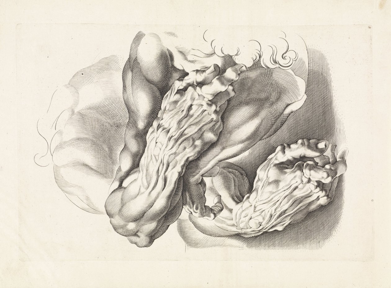 Estudos anatômicos de braços O livro de desenho de Peter Paul Rubens (título da série) de Paulus Pontius
