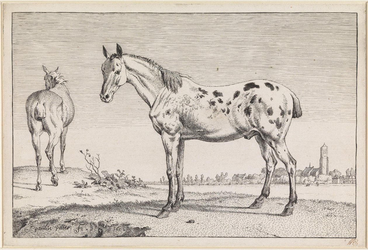 O cavalo de cauda cortada de Paulus Potter