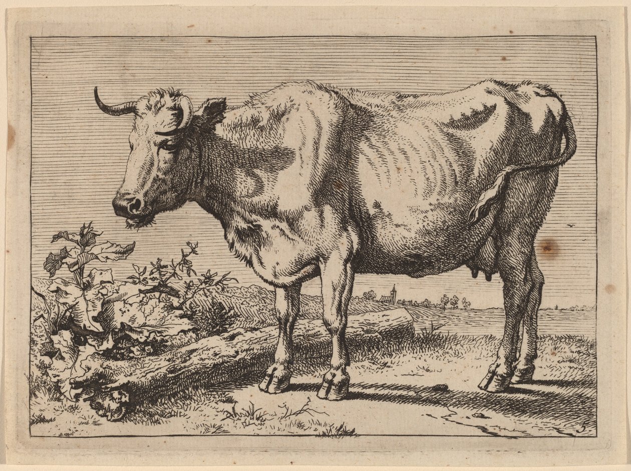 Vaca em pé (vaca com chifre amassado) de Paulus Potter