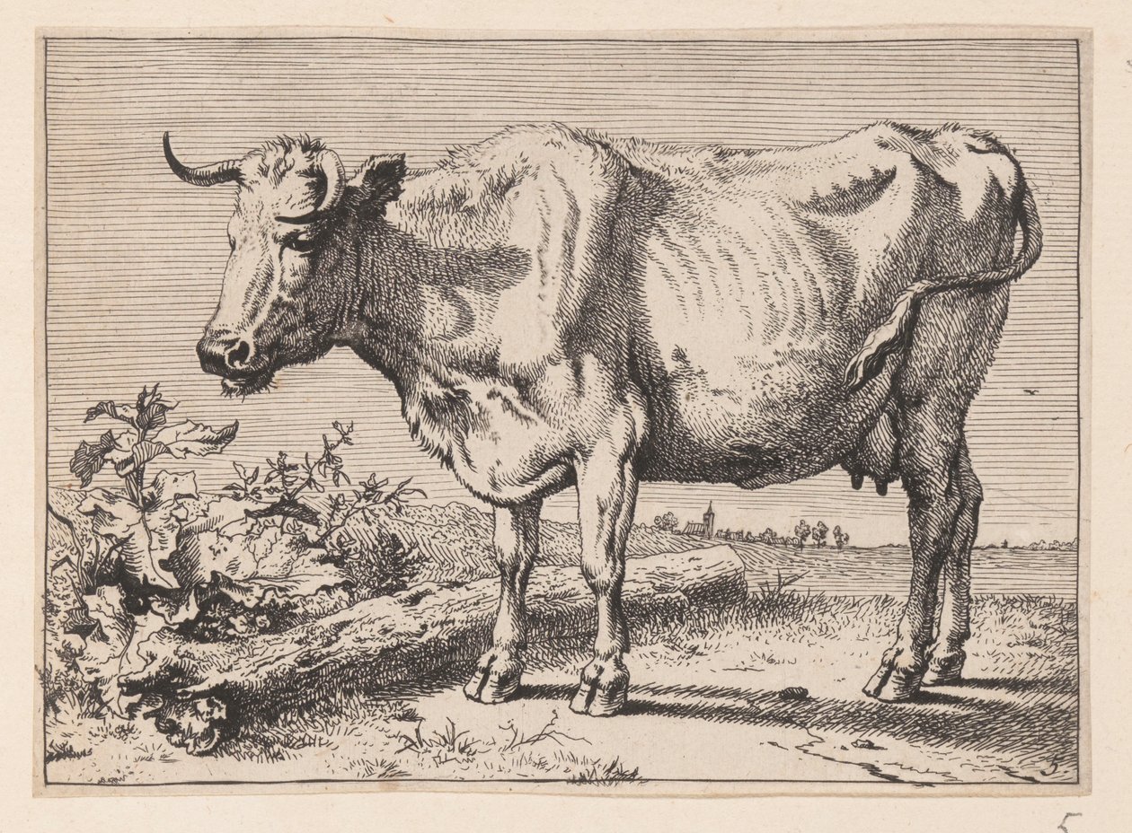 A vaca com o corno amassado, de Vários bois e vacas de Paulus Potter