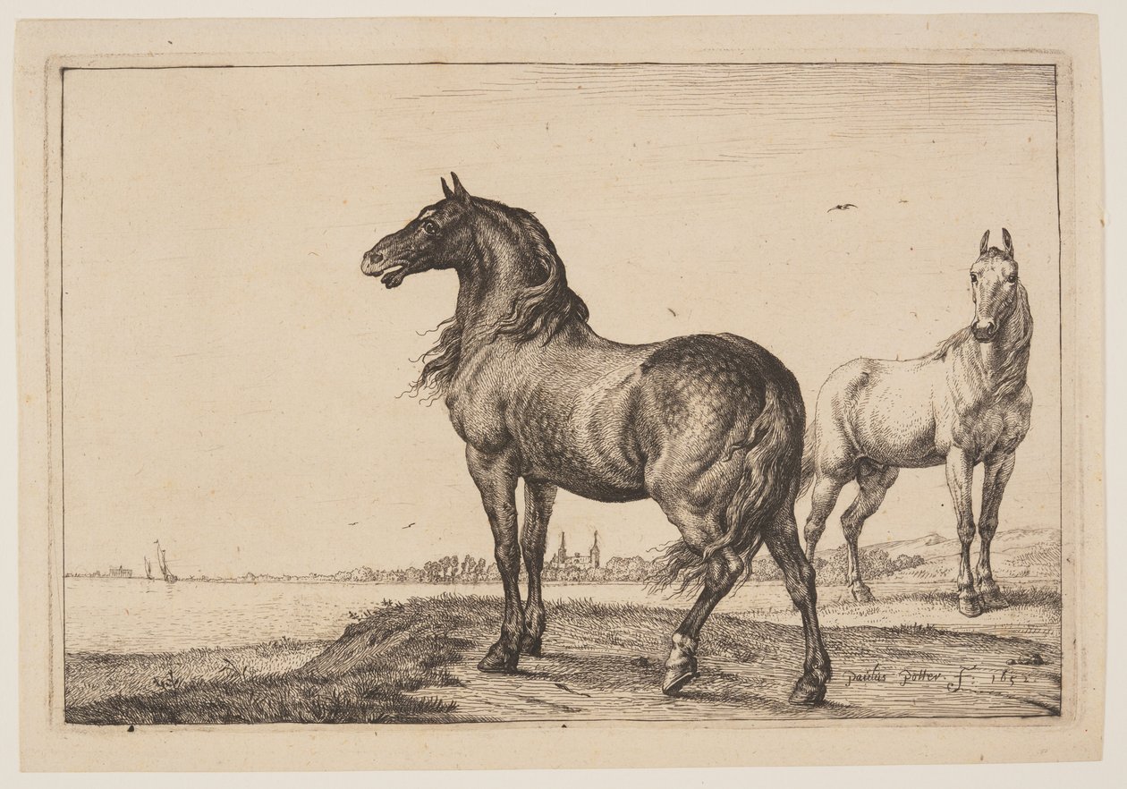 O Cavalo Cortado, de Série de Cavalos de Paulus Potter