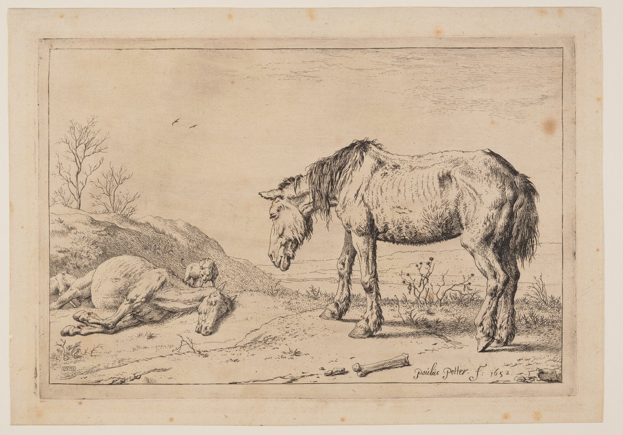 O Cavalo Desgastado, (La Mazette), de Série dos Cavalos de Paulus Potter