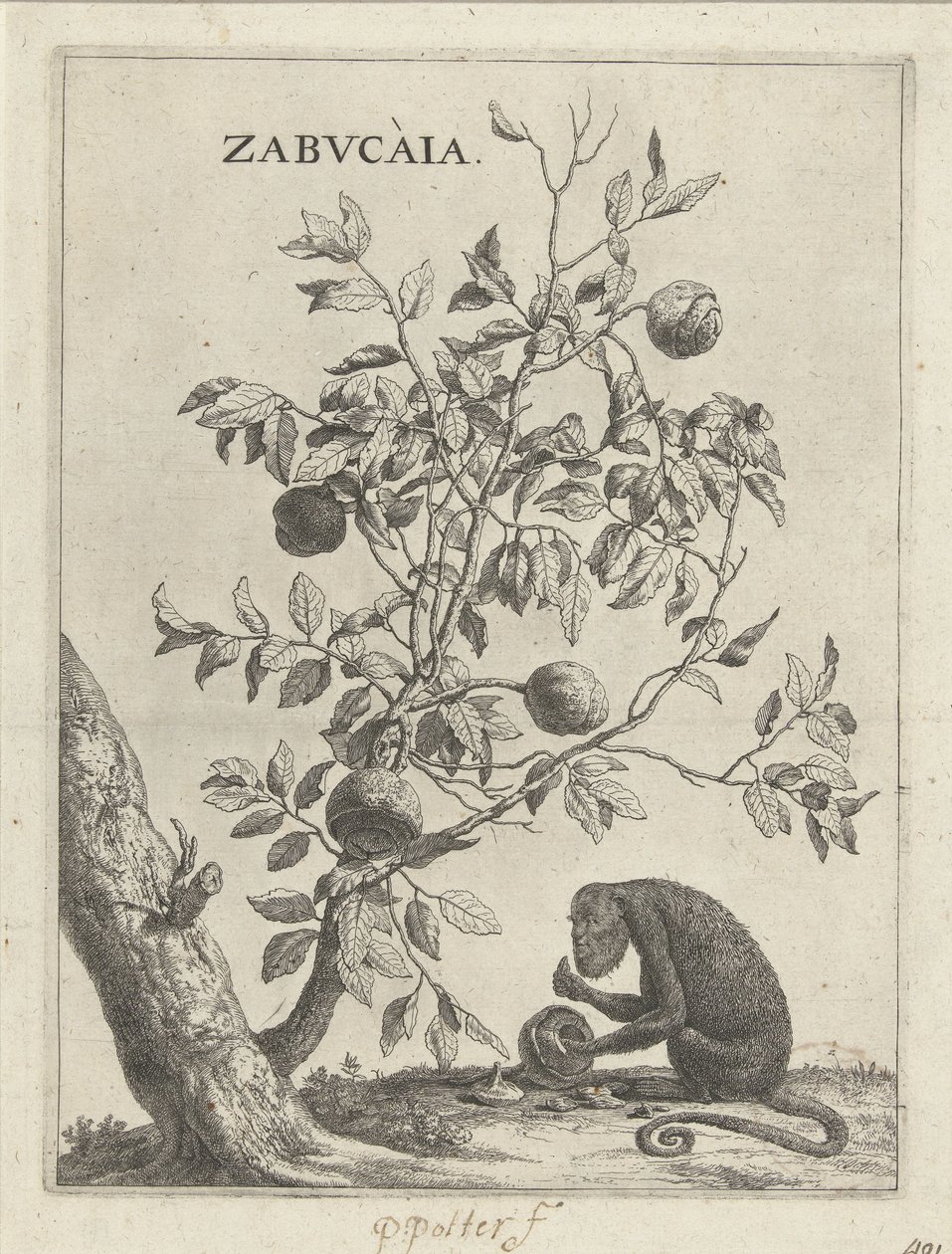 Zabucaiaboom een ​​aap Zabvcàia (título no objeto) de Paulus Potter