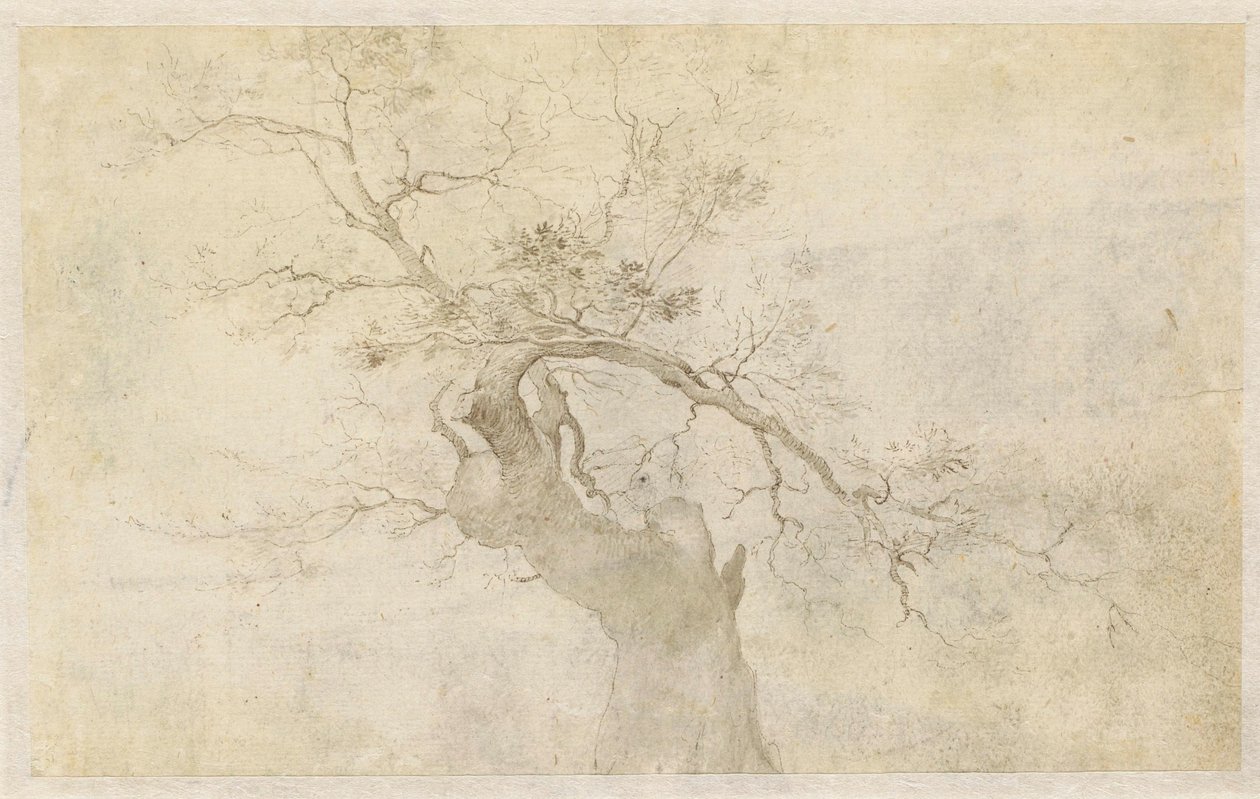 Estudo de uma árvore gnarled de Paulus Willemsz. van Vianen