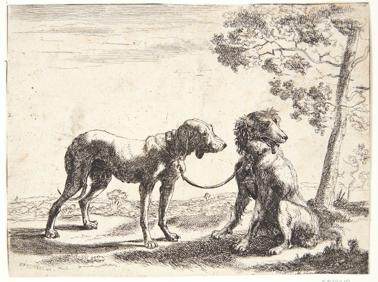 Dois cães amarrados juntos de Paulus van Hillegaert (II)