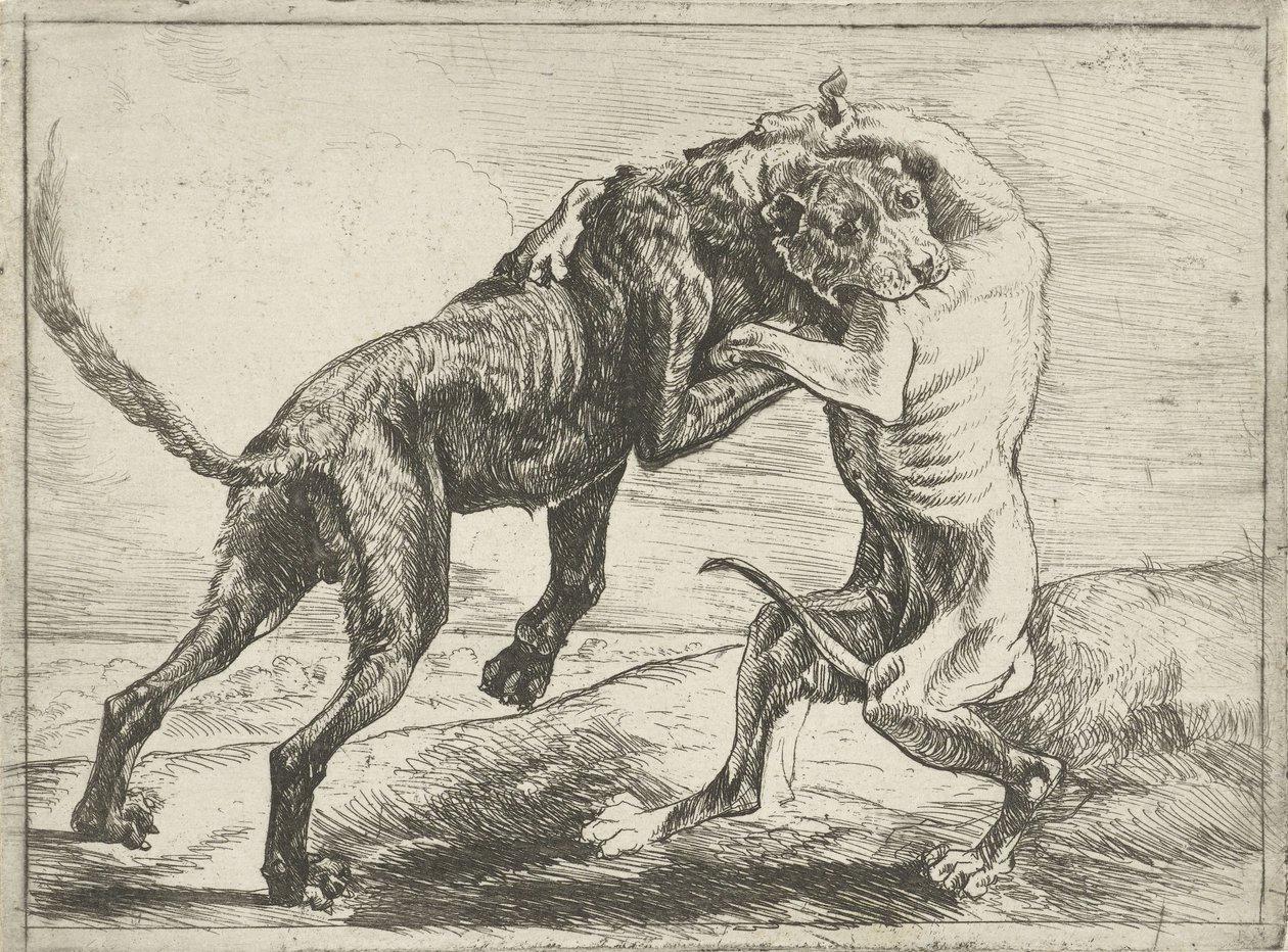 Dois cães de luta Cães (título da série) de Pauwels van Hillegaert