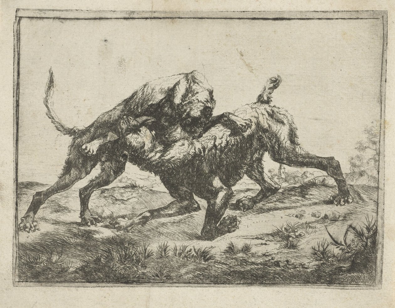 cães de briga de Pauwels van Hillegaert