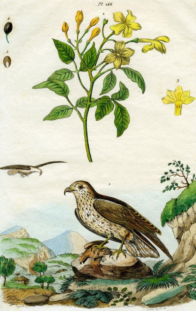 Jasmim e águia-cobreira, século XVIII ou XIX. de Pedretti