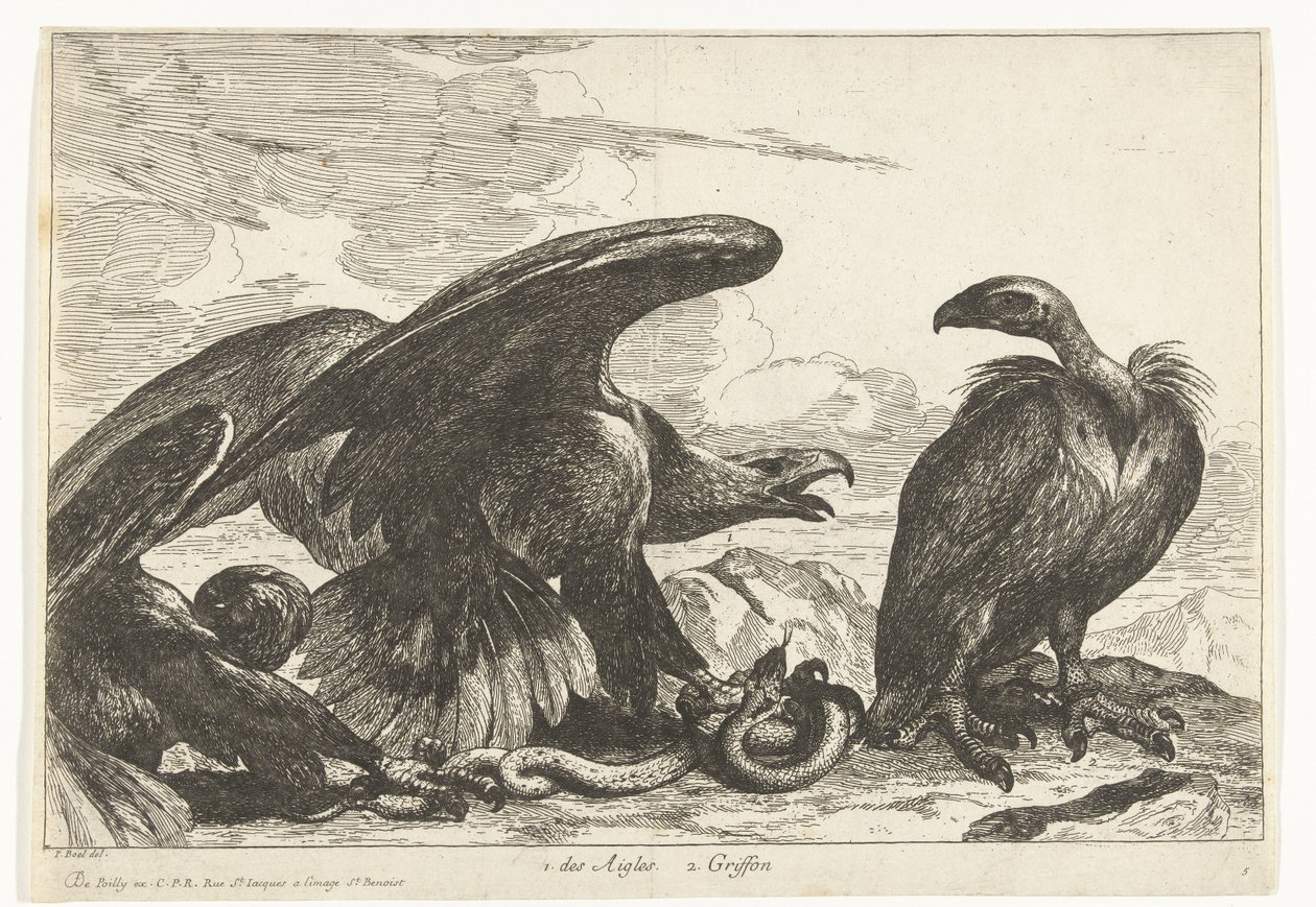 Abutre e uma águia com cobra 1. des Aigles 2. Griffon (título no objeto) Birds from the Menagerie of Versailles (título da série) de Peeter Boel (attributed to)