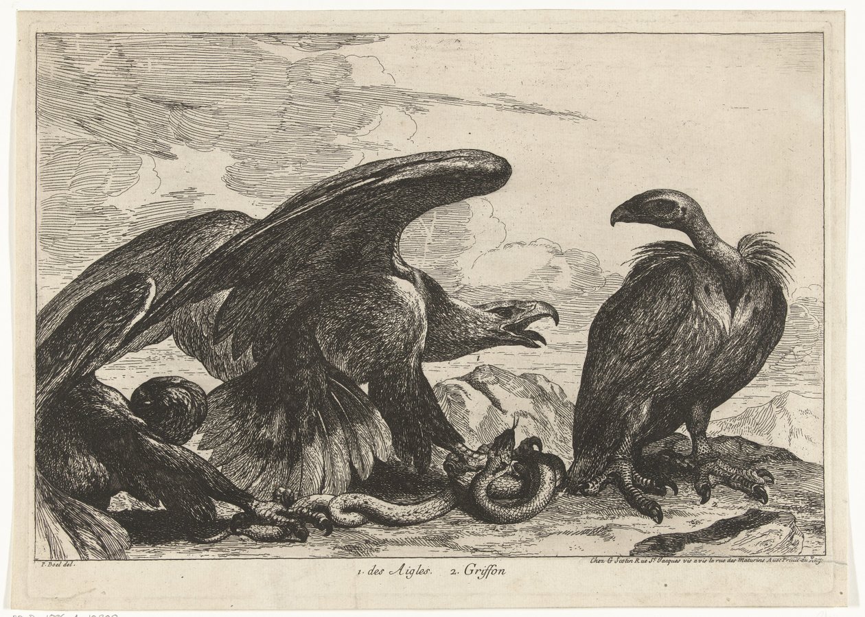 Abutre e uma águia com cobra
des Aigles 2. Griffon (título sobre o objecto)
Aves do menagerie de Versailles (título da série) de Peeter Boel (attributed to)