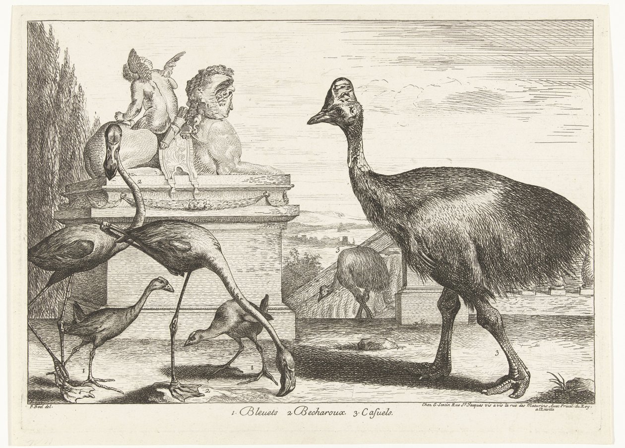 Casuares, galeirão roxo e flamingos 1. Bleuets 2 Becharoux 3. Casuels (título no objeto) Birds from the Menagerie of Versailles (título da série) de Peeter Boel (attributed to)