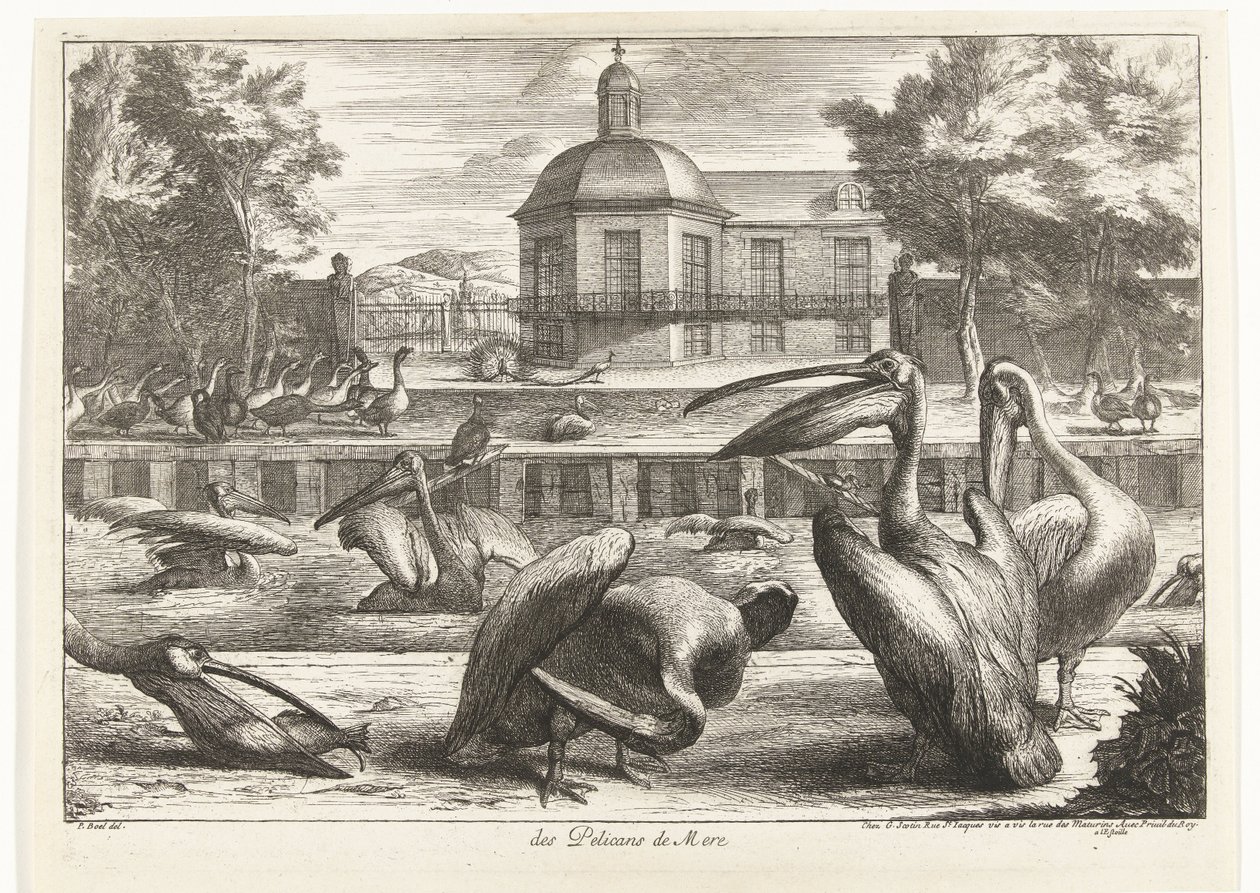 pelicanos des Pelicans de Mere (título no objeto) Birds from the Menagerie of Versailles (título da série) de Peeter Boel (attributed to)