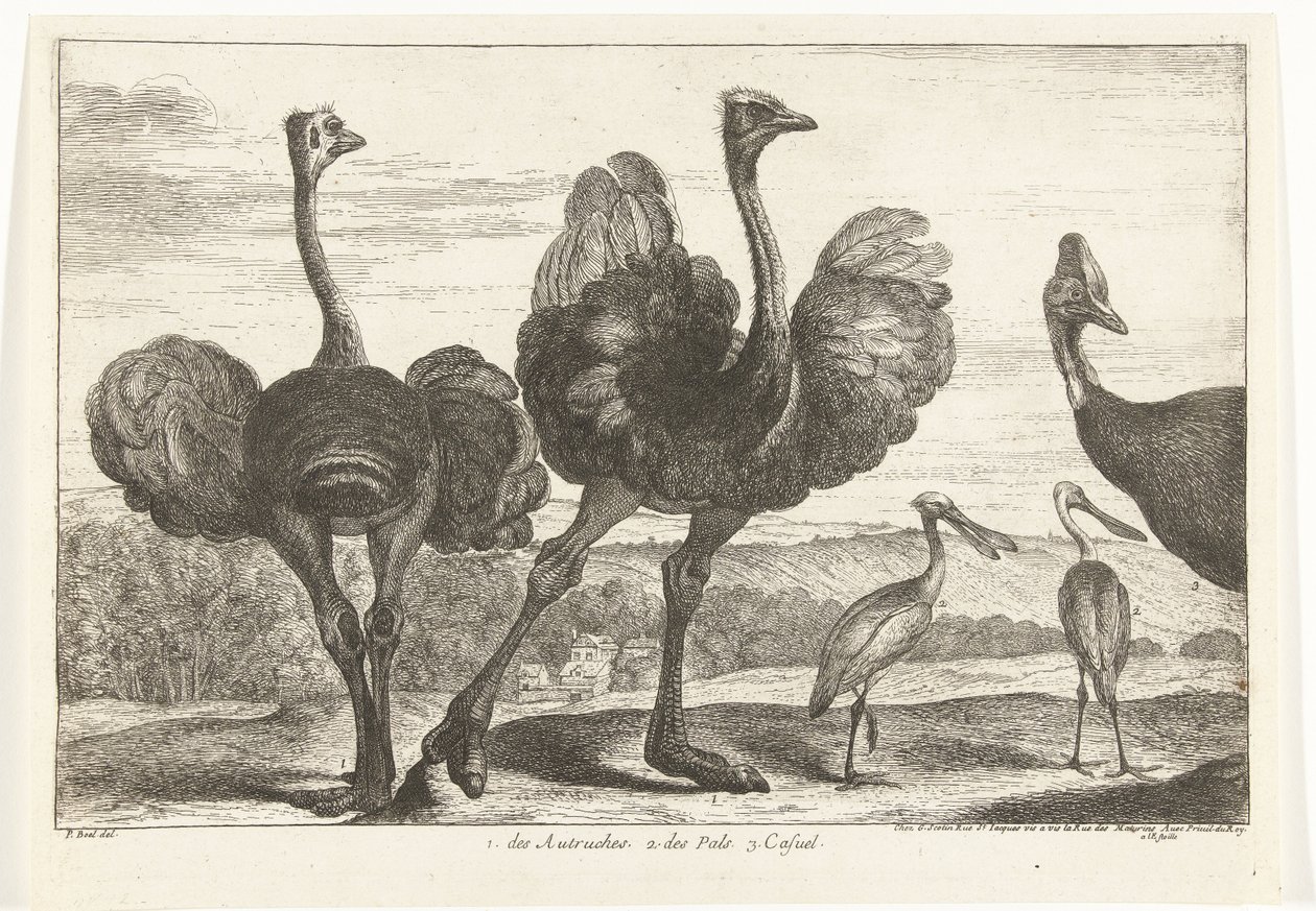 Avestruzes, casuar e colhereiro 1. os Autruches. 2. des Pals. c. casual Birds from the Menagerie of Versailles (título da série) de Peeter Boel (attributed to)