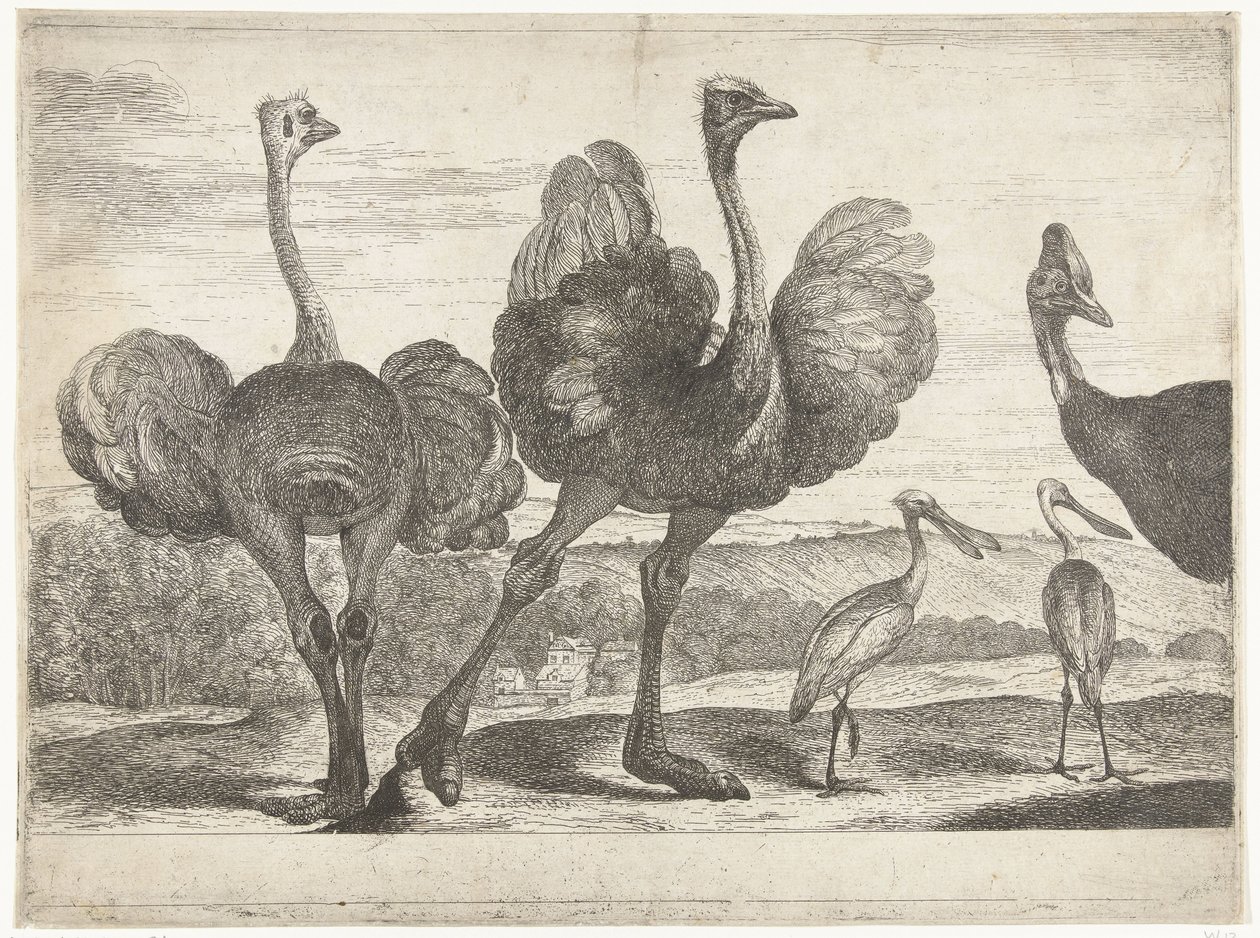 Avestruzes, batata-doce e colhereiro
Aves do menagerie de Versailles (título da série) de Peeter Boel (attributed to)