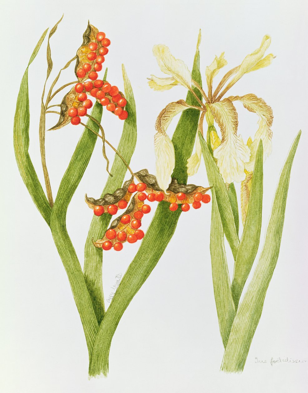 Iris Foetidissima (aguarela) de Peggy Wyatt
