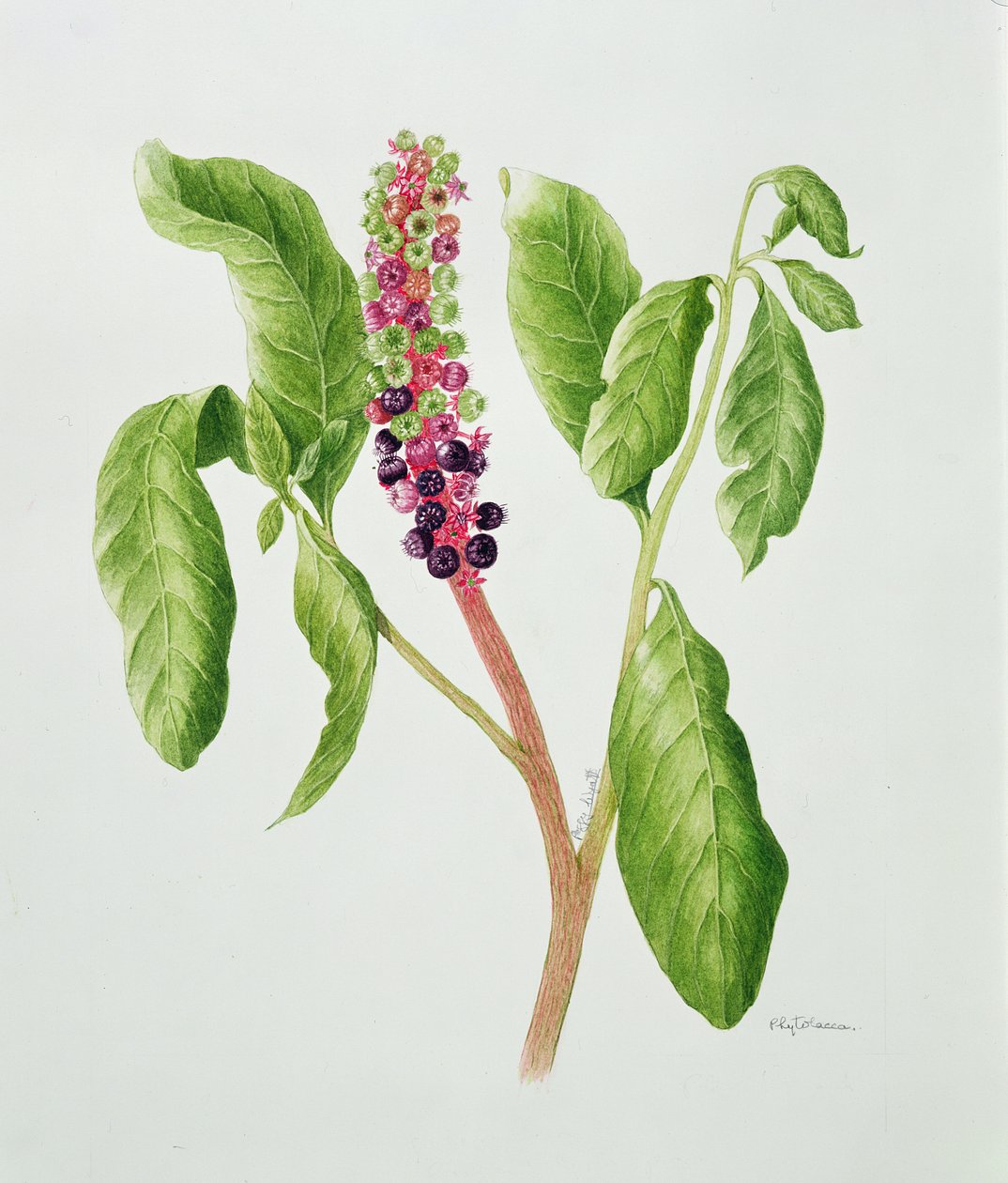 Phytolacca (aguarela) de Peggy Wyatt