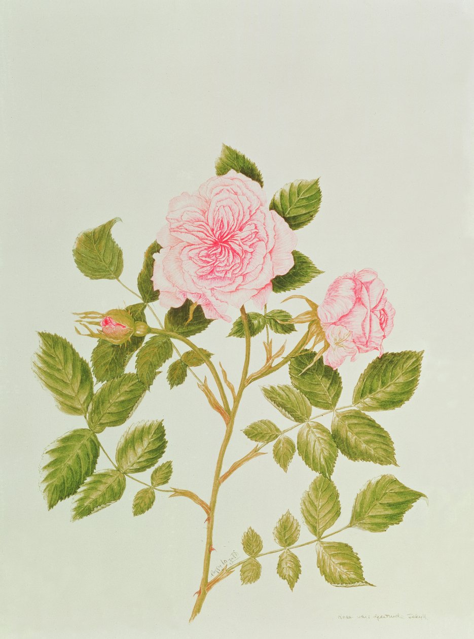 Rosa var: Gertrude Jekyll (aguarela) de Peggy Wyatt
