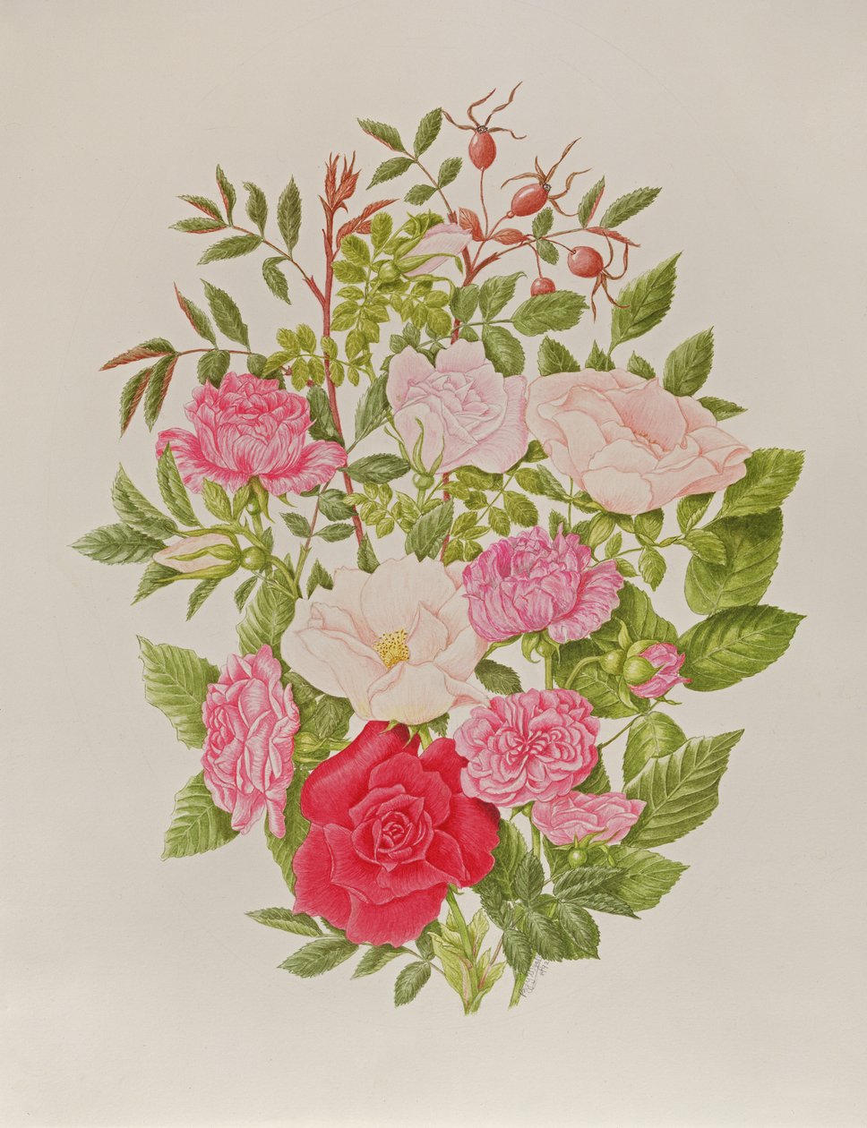 Várias rosas cor-de-rosa (aguarela) de Peggy Wyatt