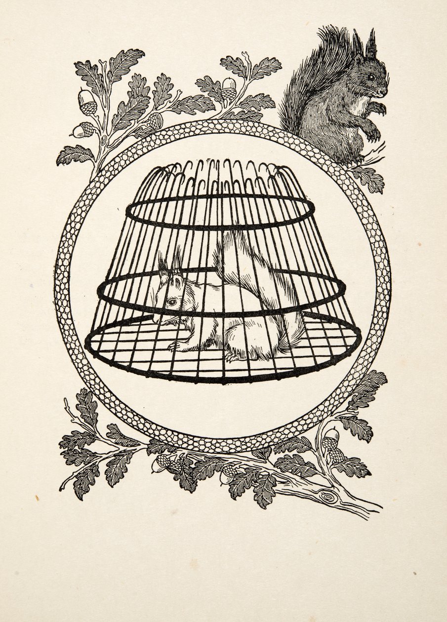 Um esquilo do refugiado, de cem anecdotes dos animais, bar. 1924 de Percy J. Billingshurst