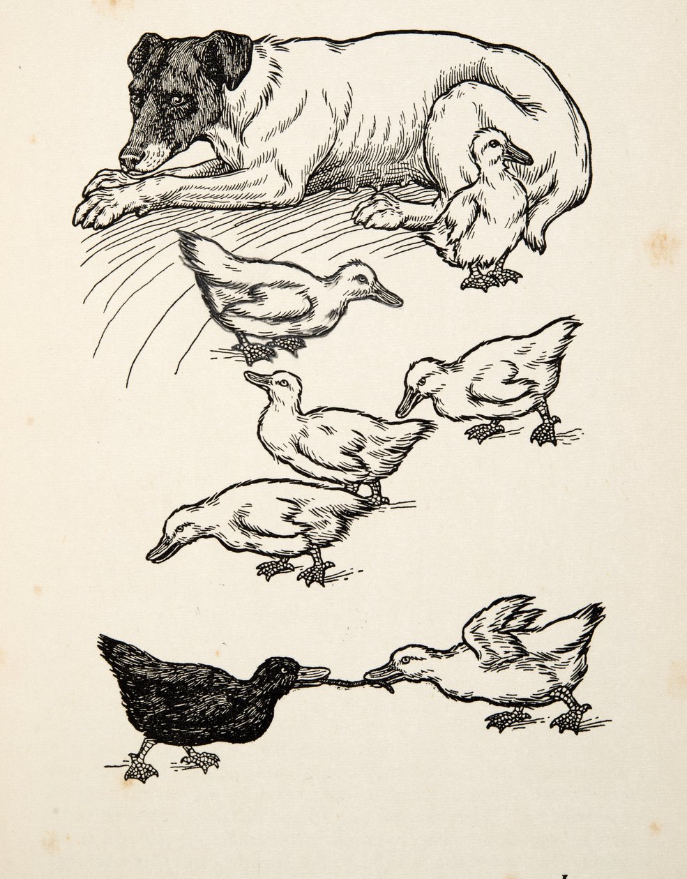 Uma mãe adotiva singular, de cem anecdotes dos animais, bar. 1924 de Percy J. Billingshurst