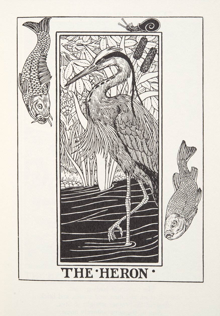 The Heron, de Fontaine Fables, pub. 1905 (gravura) de Percy J. Billingshurst
