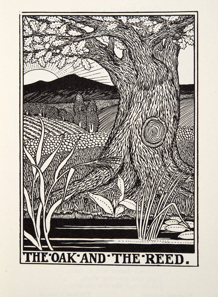 O Carvalho e o Reed, de Fontaine Fables, pub. 1905 de Percy J. Billingshurst