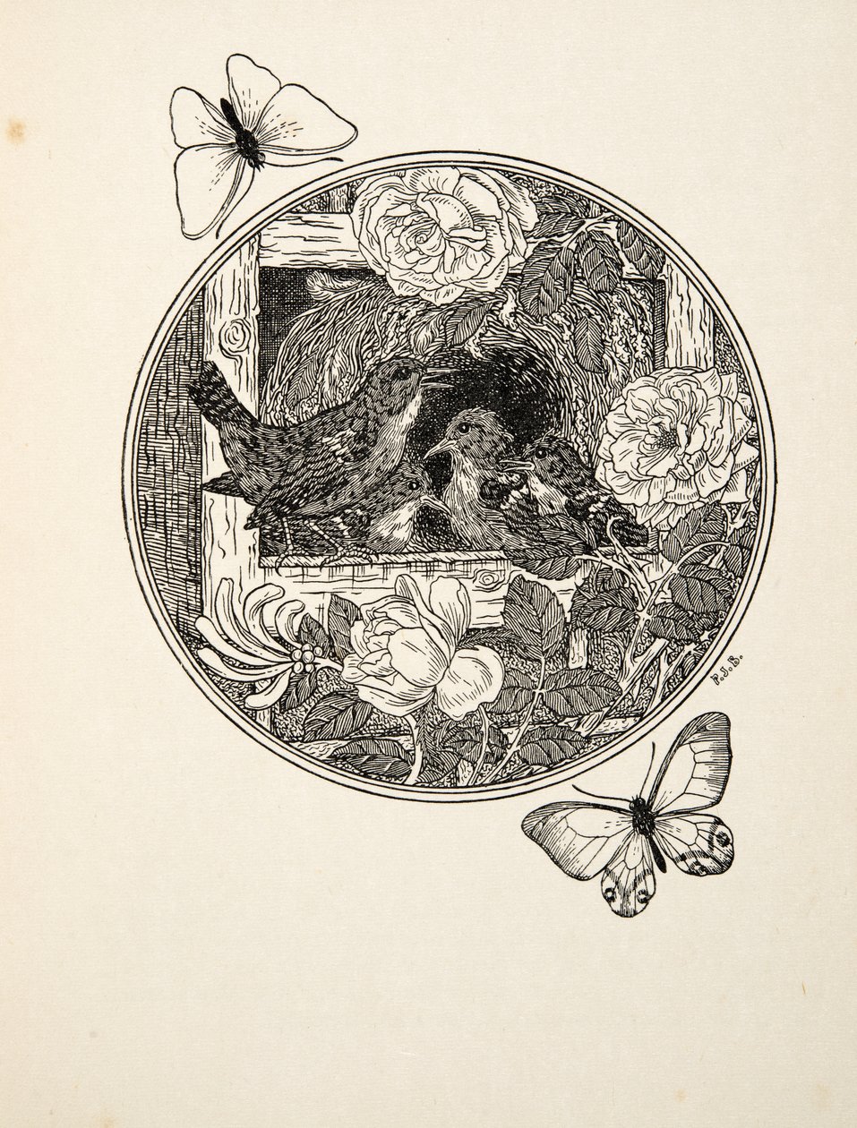 Wrens Aprendendo a Cantar, de Cem Anedotas de Animais, pub. 1924 de Percy J. Billingshurst