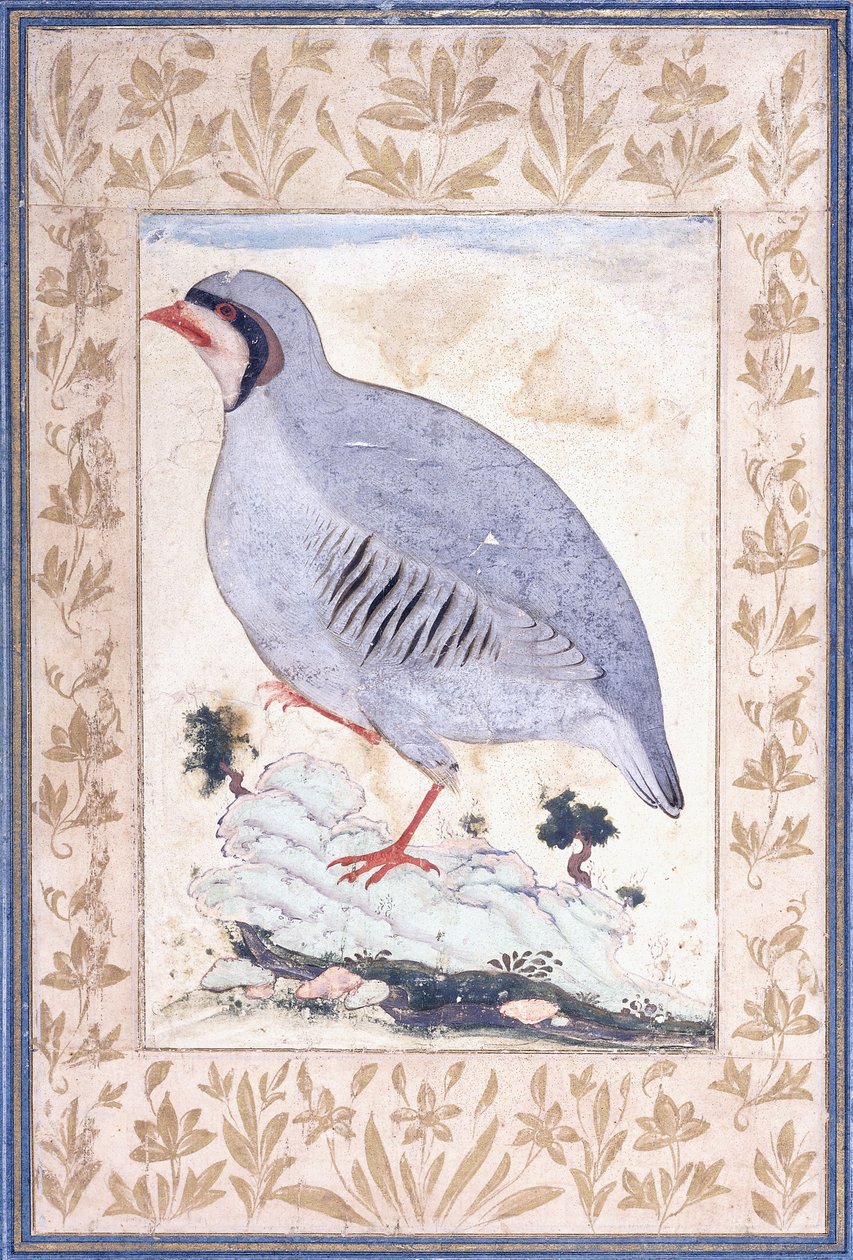 Perdiz-de-patas-vermelhas, c. meados do século XVII de Persian School