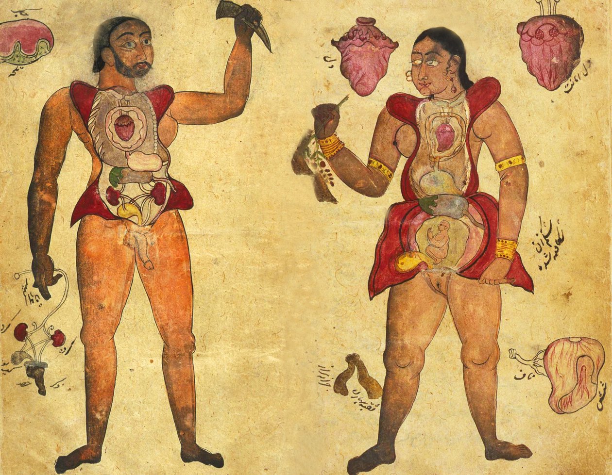 Ilustração anatômica de um homem e uma mulher segurando seus próprios órgãos internos, publicado em Tibb-i Akbar, "A medicina de Akbar" c.1700 de Persian School