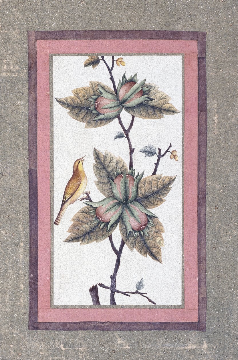 Estudo de pássaros e flores, c.1780 de Persian School