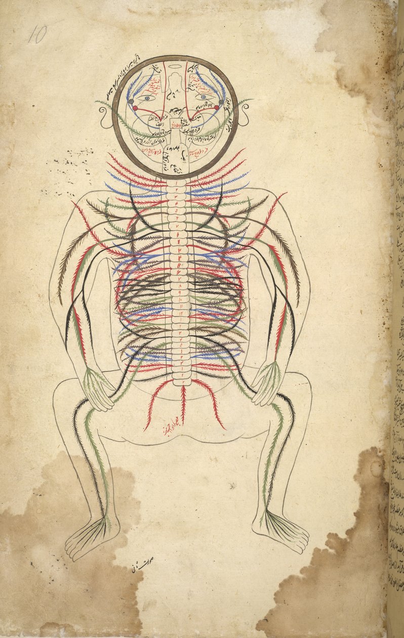 I.O. ISLAMIC 1379, f.10 Espinha humana, de 