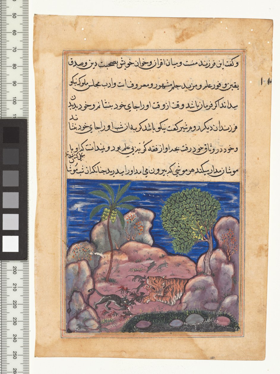 Conto XV, O gato ataca os ratos que perturbam o leão, ilustração do "Tuti-Nama", c. 1560. Índia, Mughal, reinado de Akbar, século XVI de Persian School
