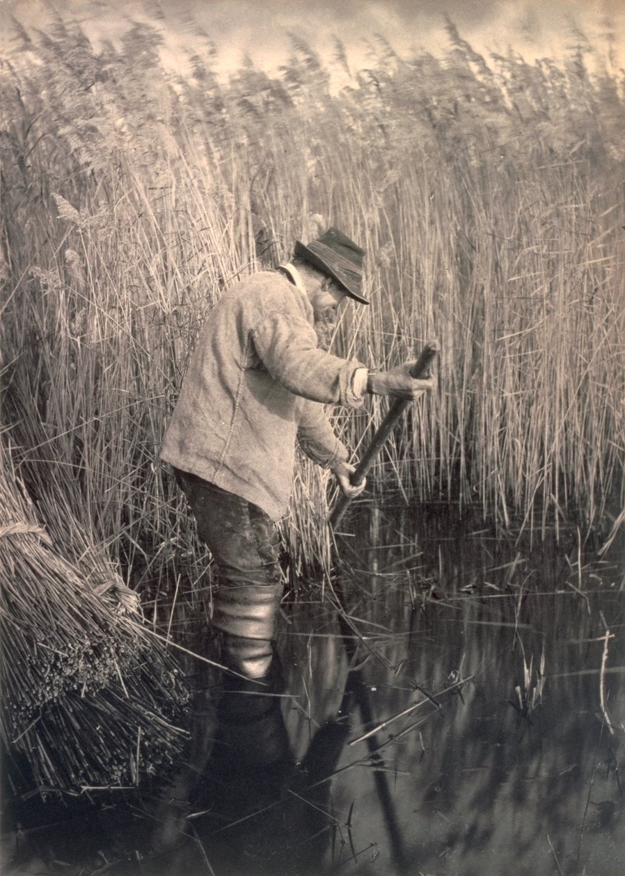 Um cortador de cana no trabalho, vida e paisagem na Broads Norfolk, c.1886 de Peter Emerson und Thomas Goodall