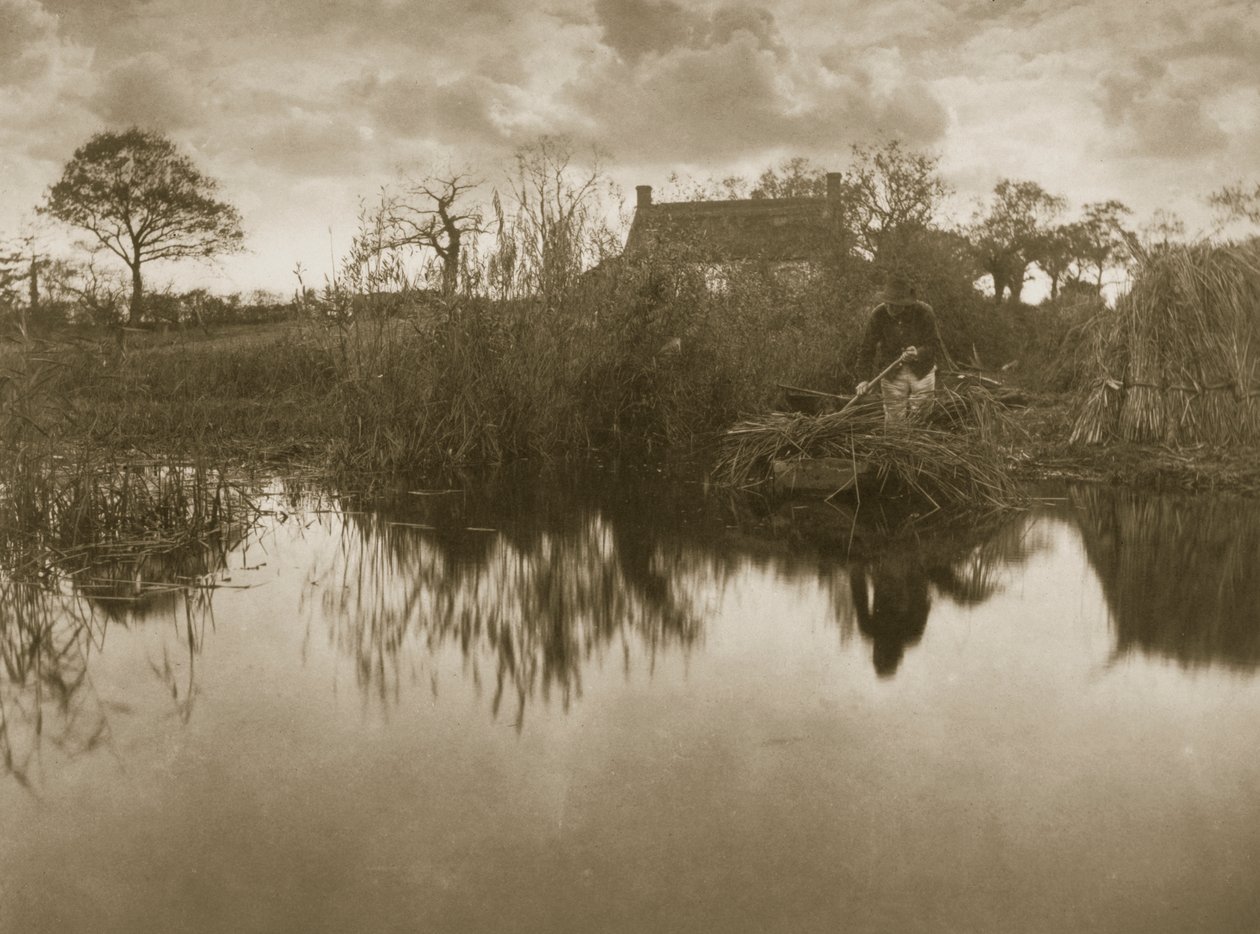 Recolhendo o Gladdon, c.1886 de Peter Emerson und Thomas Goodall