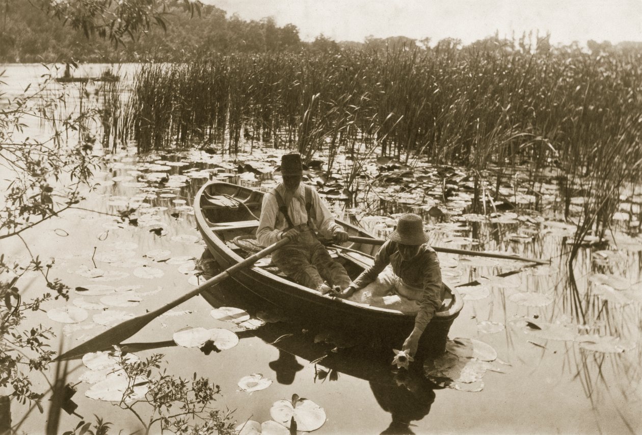Recolhendo os nenúfares, 1886 (fotografia) de Peter Emerson und Thomas Goodall
